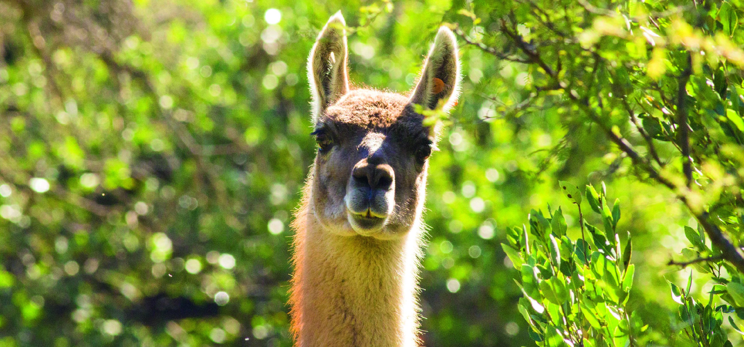 El regreso del guanaco